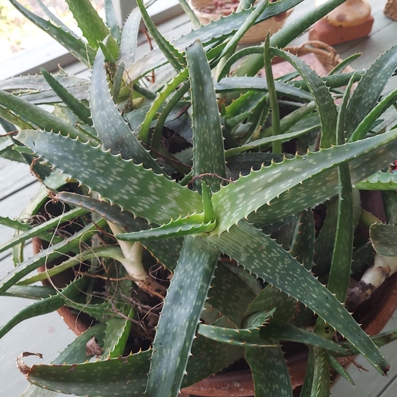 Meet your Posher, Alice - Picture 13 of 15